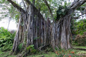 Guadeloupe Août 2015-02723  